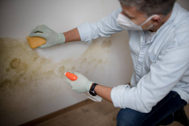 Best Black Mold Removal  in Woodlyn, PA