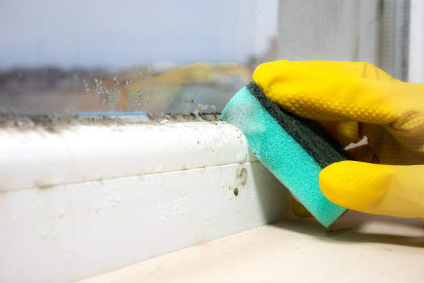 Best Local Mold Removal Service  in Woodlyn, PA