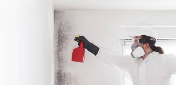 Best Local Mold Removal Service  in Woodlyn, PA