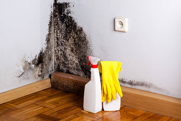 Best Professional Mold Removal  in Woodlyn, PA