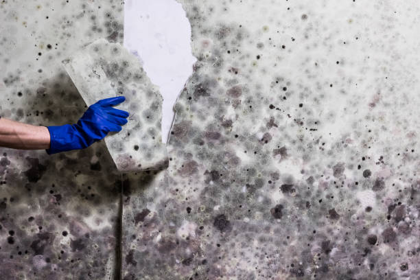 Best Home Mold Removal  in Woodlyn, PA