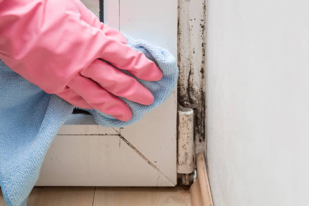 Professional Mold Removal in Woodlyn, PA