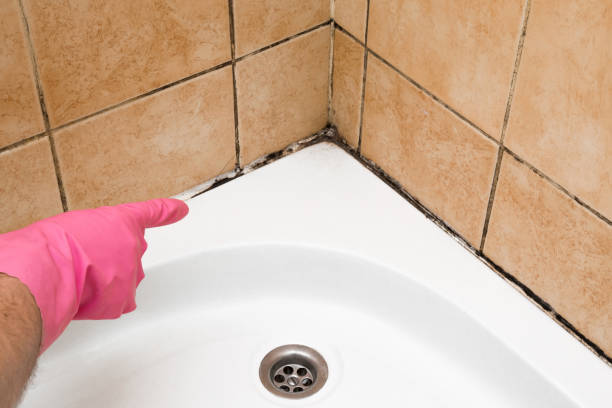 Best Mold Damage Repair  in Woodlyn, PA